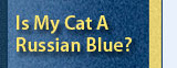 is my cat a russian blue