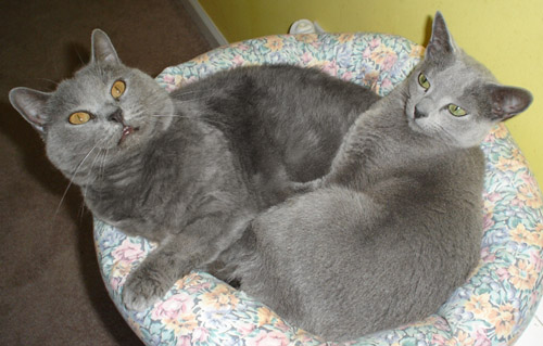 british shorthair and russian blue mix